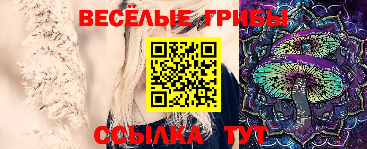 Псилоцибиновые грибы Psilocybine cubensis Коломна